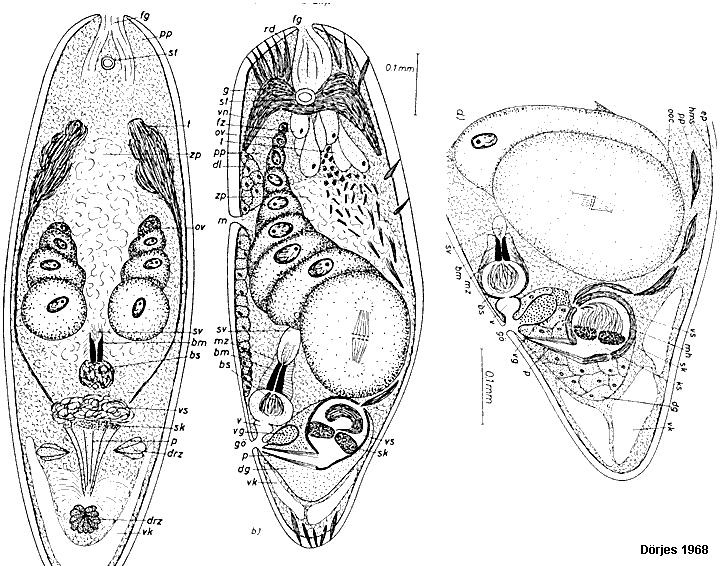 Fig Philactinoposthia adenogonaria