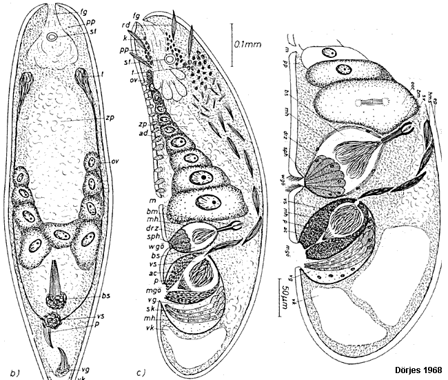 Fig Philactinoposthia viridis