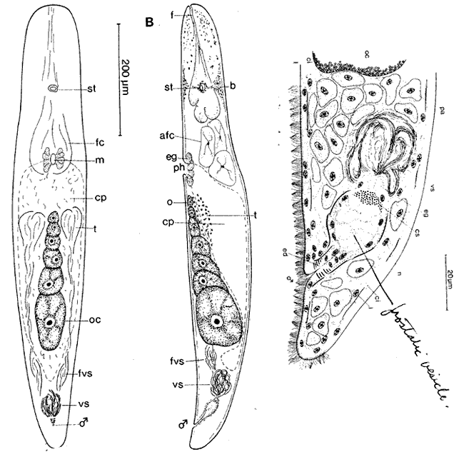 Fig Alluna sublitoralis