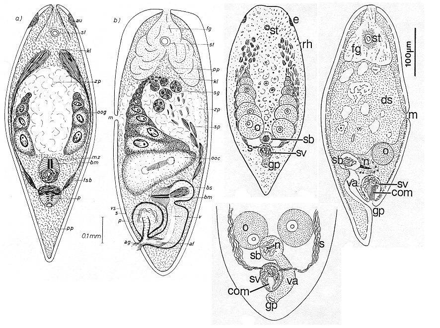 Fig Monoporus rubropunctata