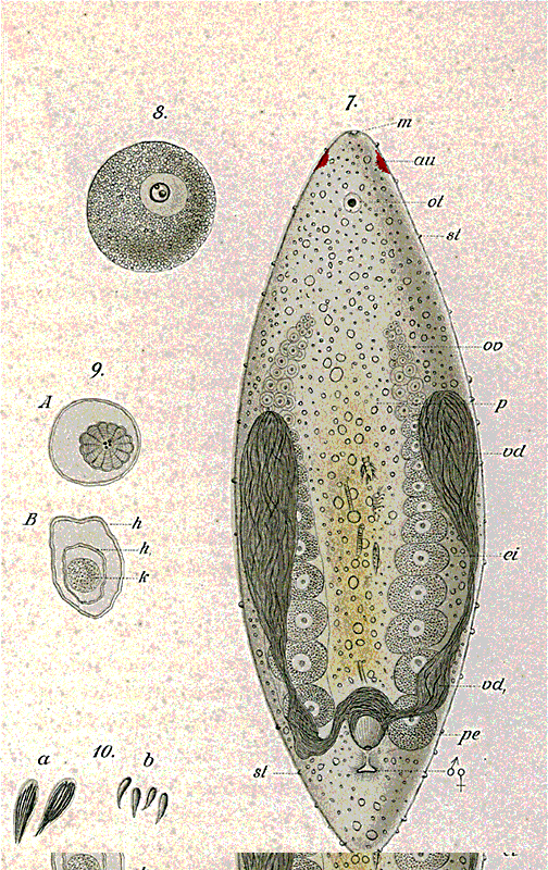 Fig Otocelis rubropunctata