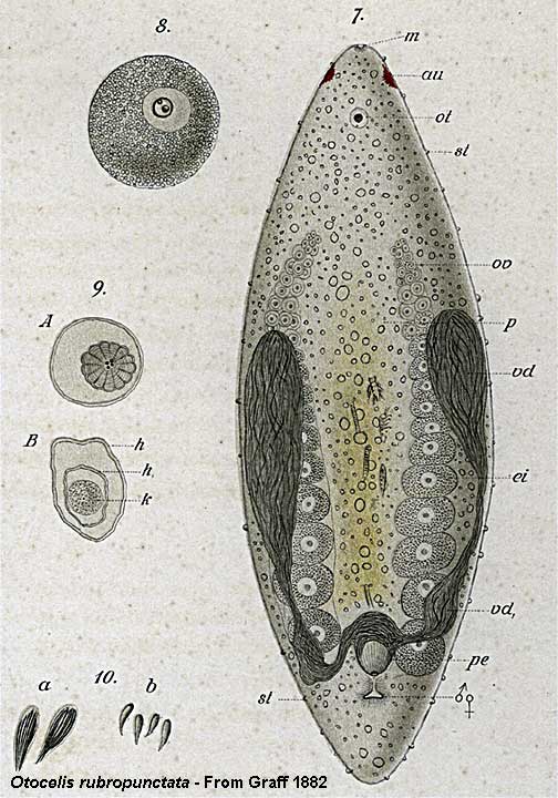 Fig Monoporus rubropunctata