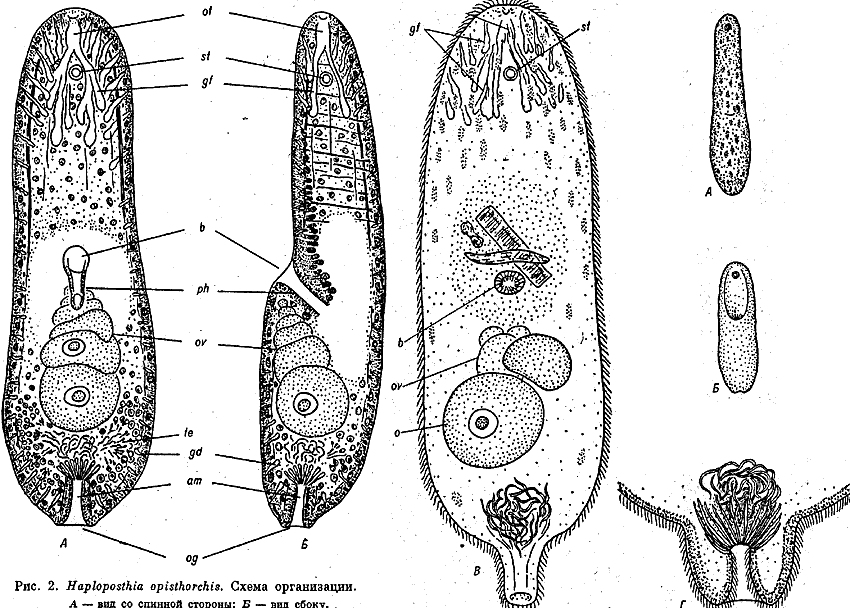 Fig Haploposthia opisthorchis