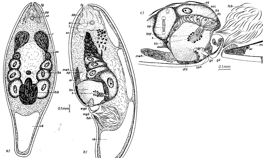 Fig Parahaplogonaria maxima