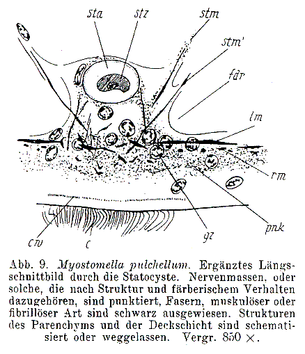 Fig Myostomella pulchella