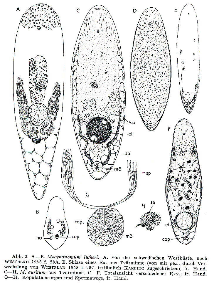 Fig Mecynostomum lutheri