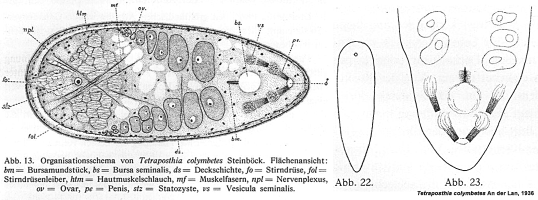 Fig Tetraposthia colymbetes