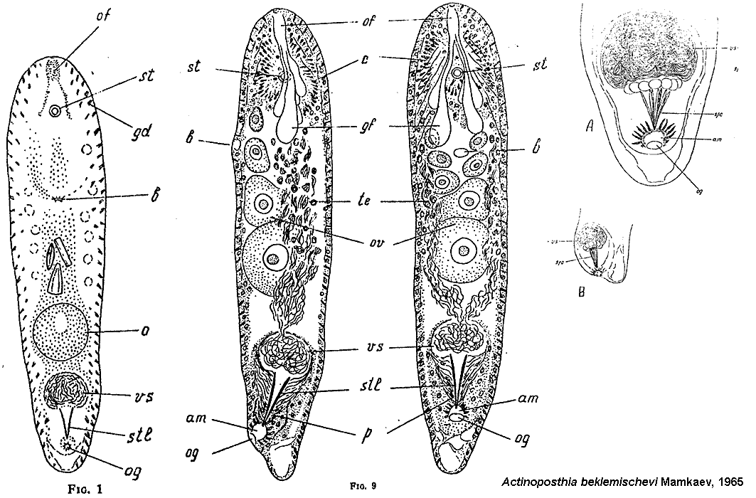 Fig Actinoposthia beklemischevi