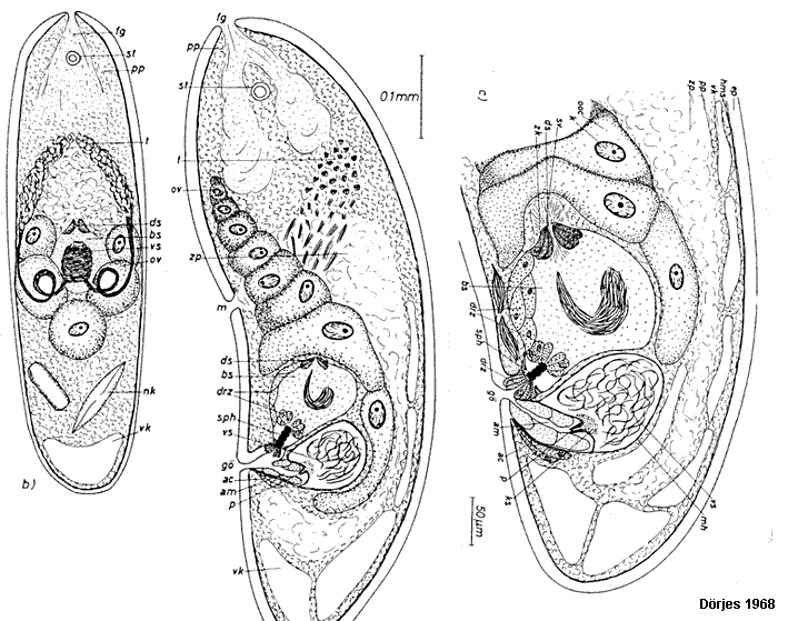Fig Archactinoposthia pelophila