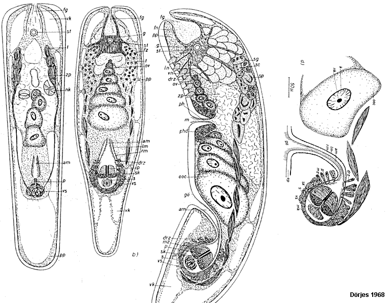 Fig Atriofronta polyvacuola