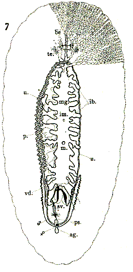 Fig Notocomplana litoricola