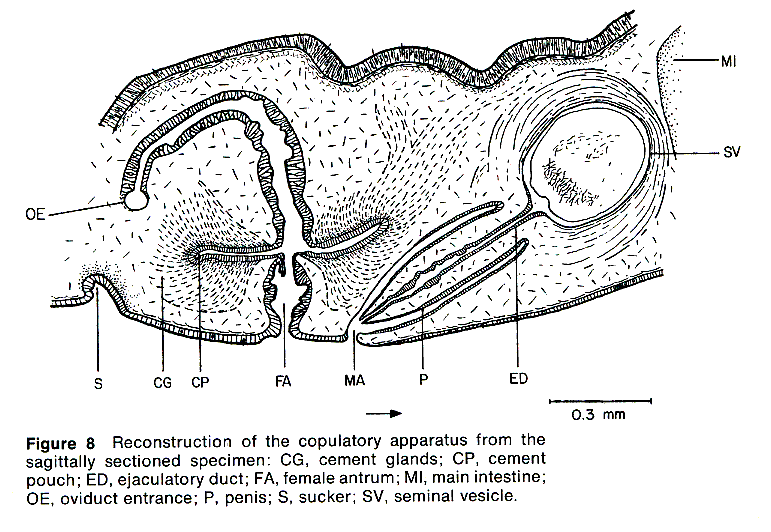 Fig Pericelis hymanae