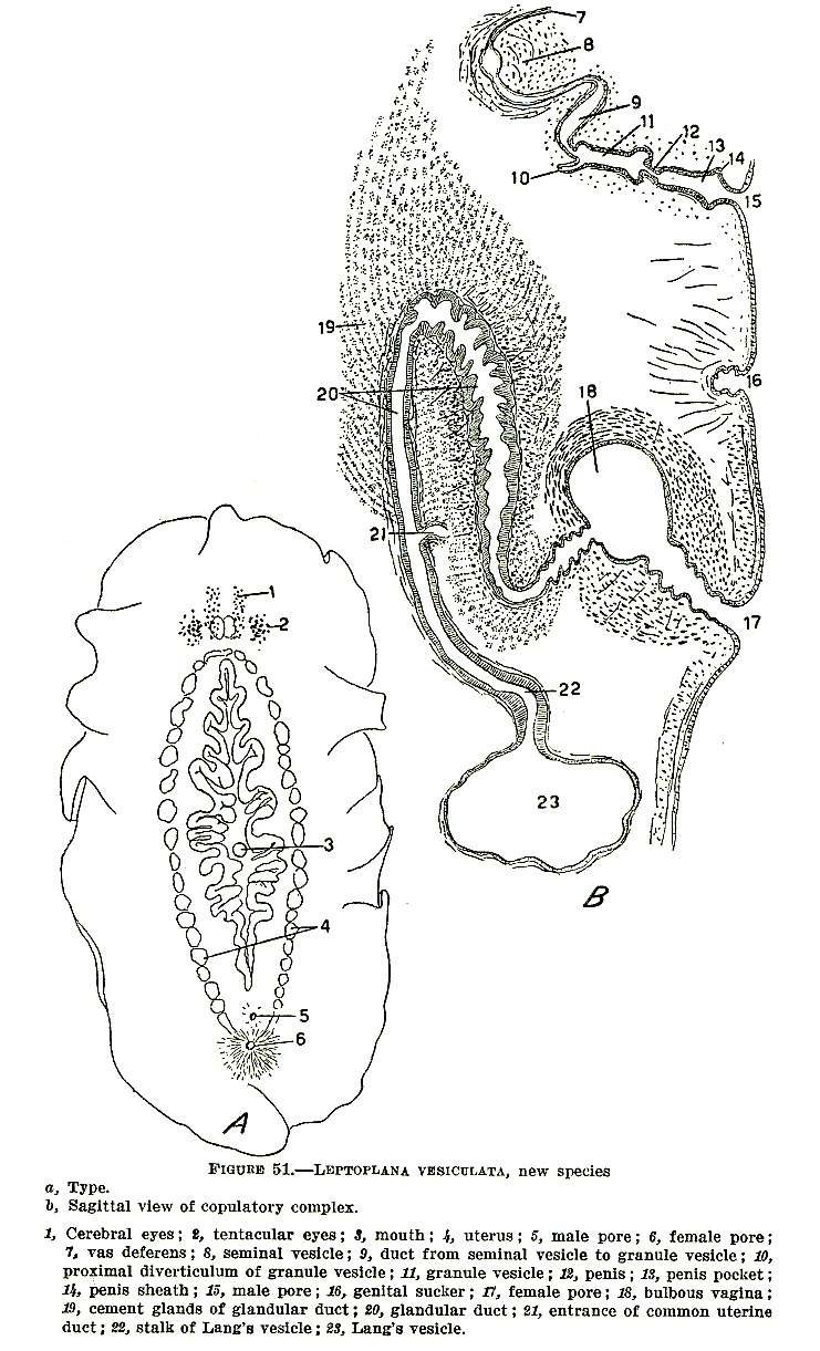 Fig Leptoplana vesiculata