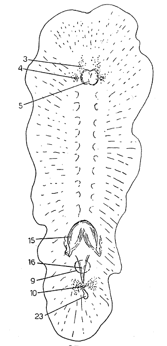 Fig Freemania litoricola