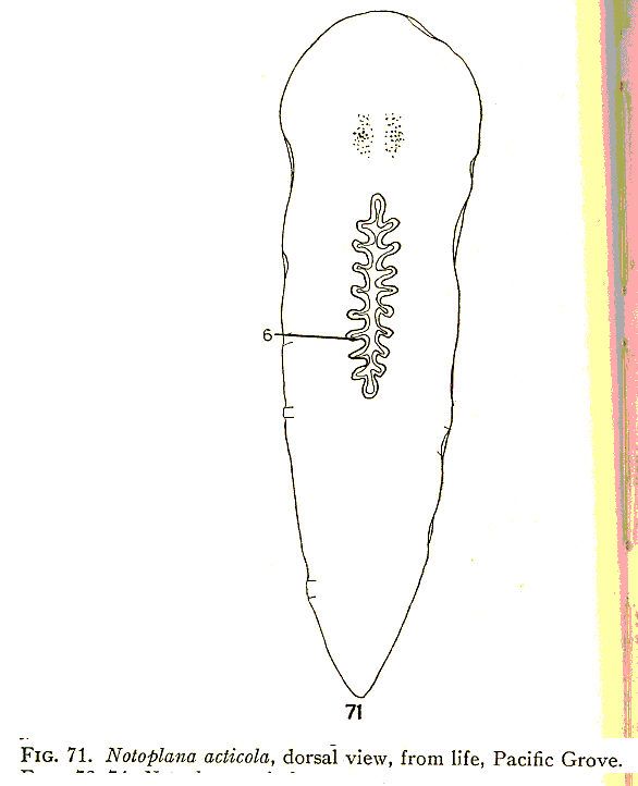 Fig Notoplana acticola