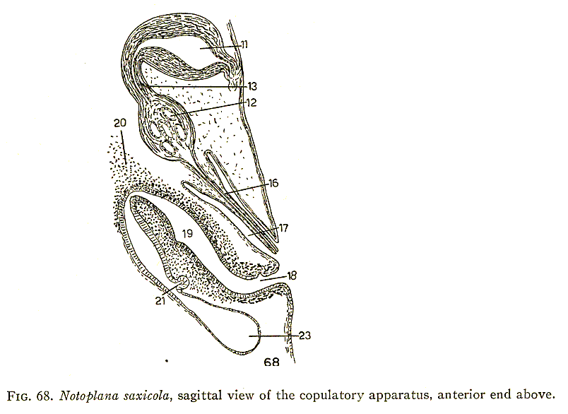 Fig Notoplana saxicola