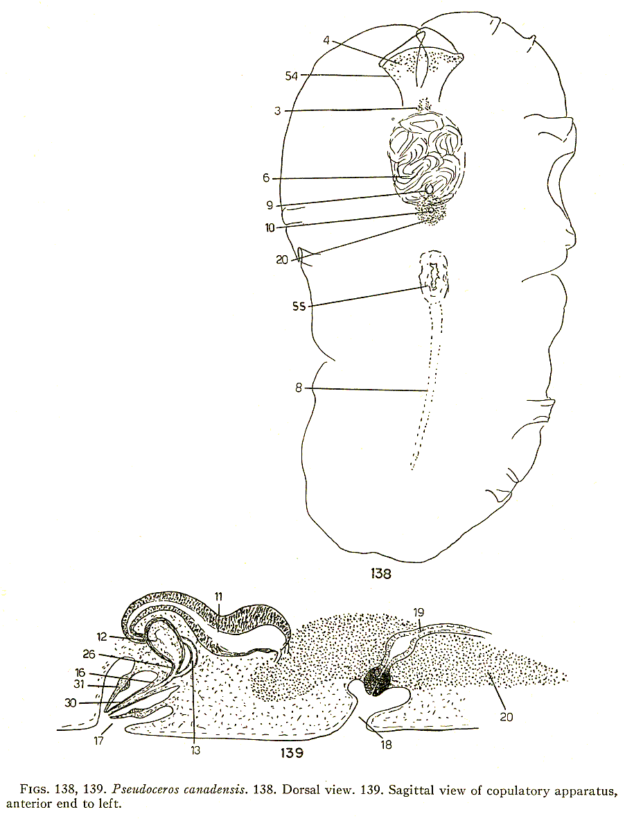 Fig Pseudoceros canadensis