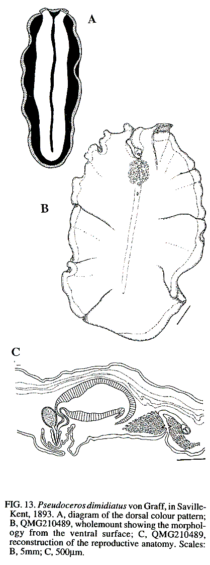 Fig Pseudoceros liparus
