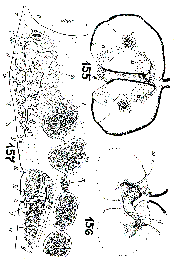 Fig Pseudobiceros splendidus