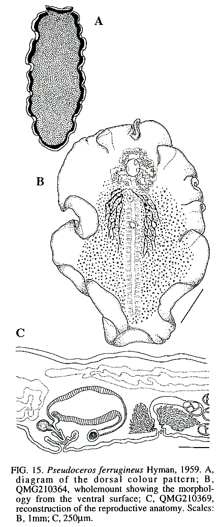 Fig Pseudoceros ferrugineus
