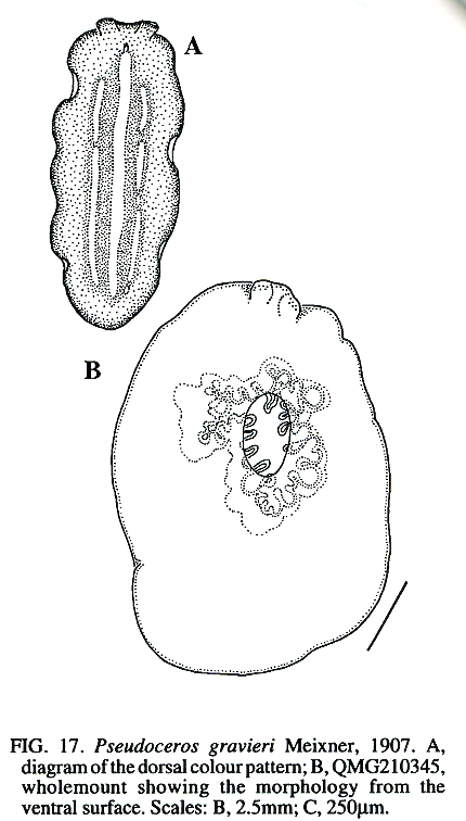 Fig Pseudoceros gravieri