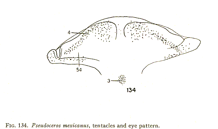 Fig Pseudoceros mexicanus