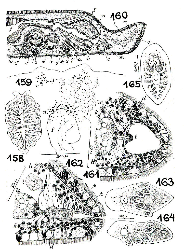 Fig Cycloporus gabriellae