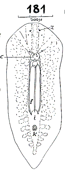 Fig Euprosthiostomum matarazzoi