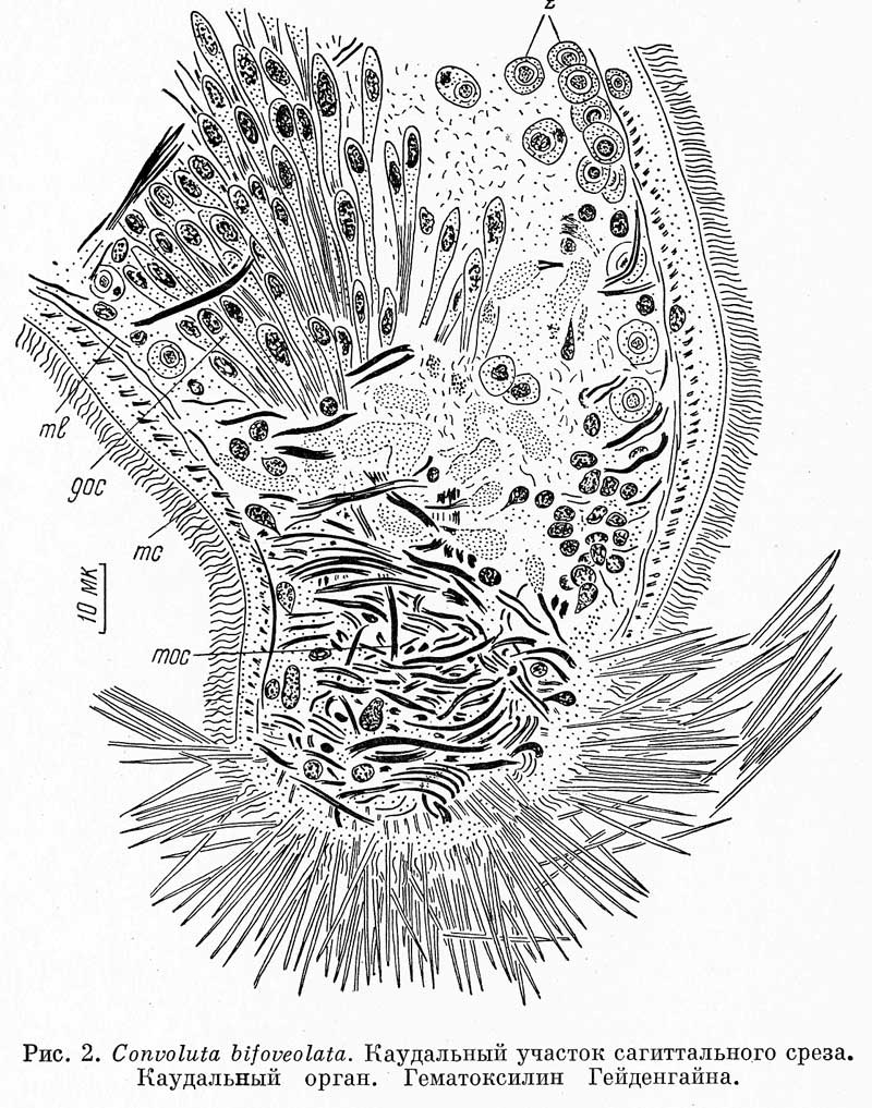 Fig Symsagittifera bifoveolata
