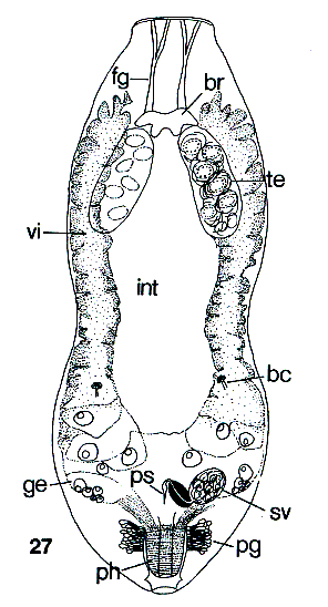 Fig Genostoma inopinatum