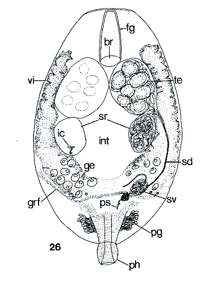 Fig Genostoma kozloffi
