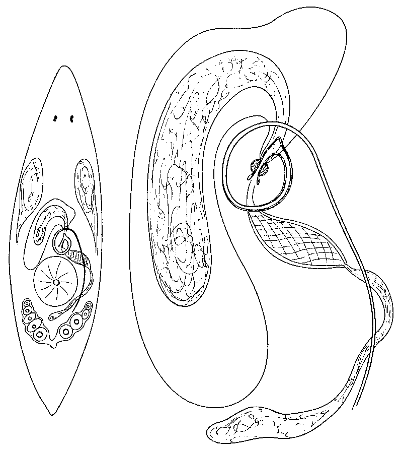 Fig Promesostoma alaskanum