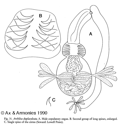 Fig Archiloa duplaculeata