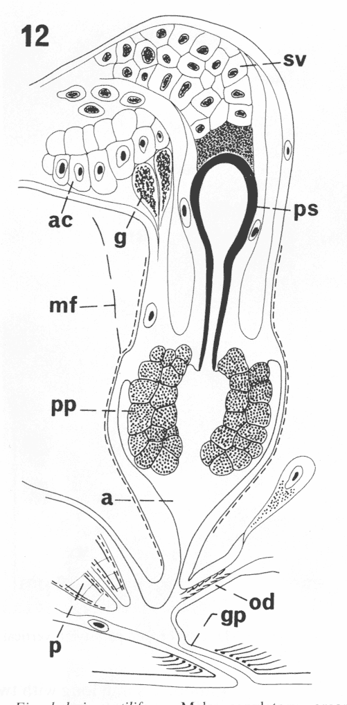 Fig Monoophorum stiliferum