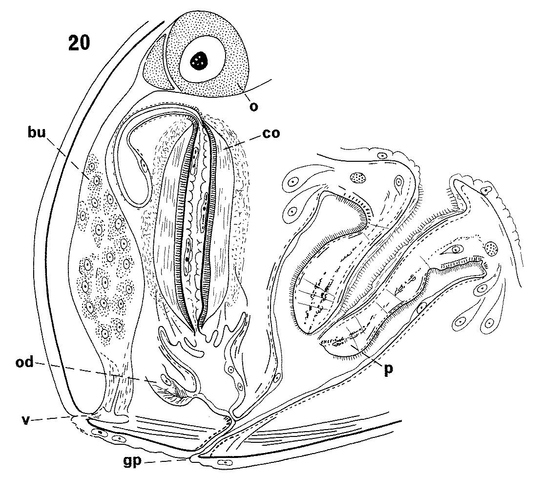 Fig Allostoma crassicystiferum