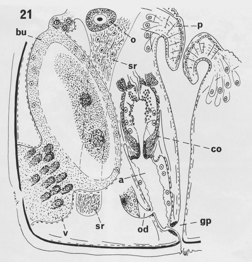 Fig Allostoma uterinum