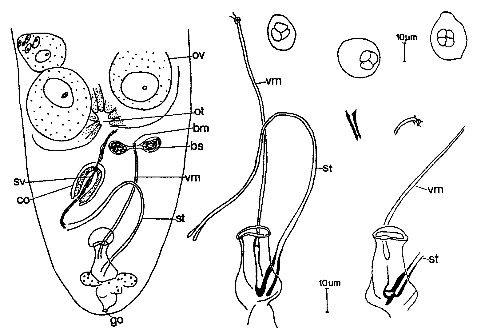 Fig Luriculus tyndareus