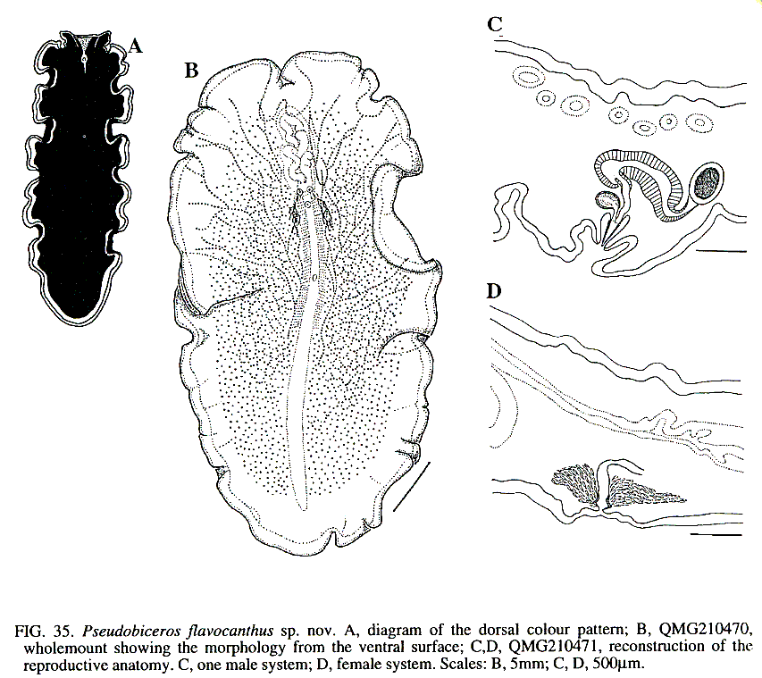 Fig Pseudobiceros flavocanthus