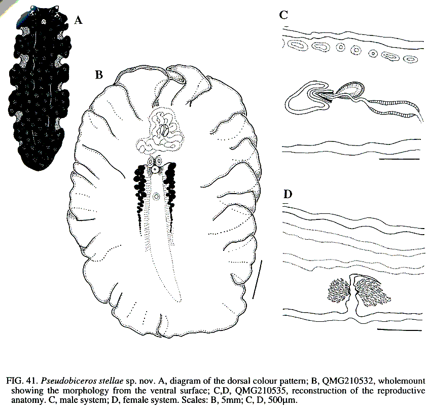 Fig Pseudobiceros stellae