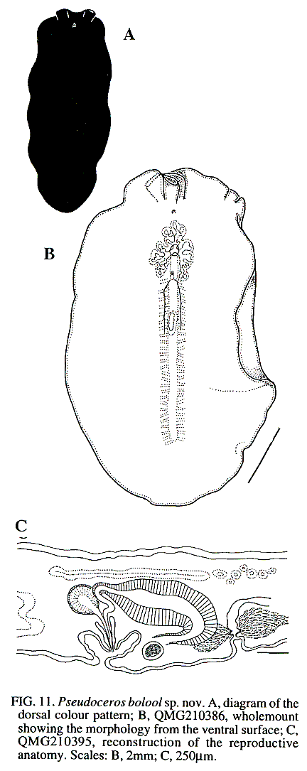 Fig Pseudoceros bolool