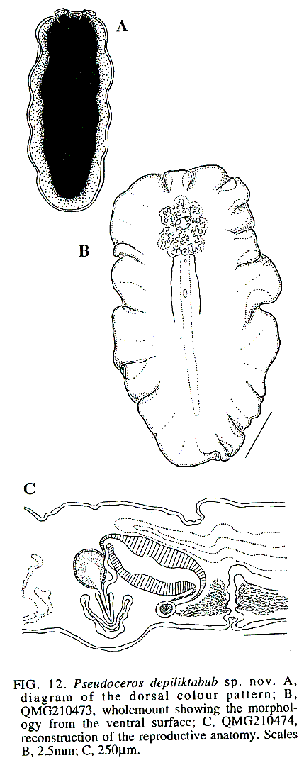 Fig Pseudoceros depiliktabub