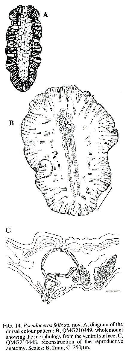 Fig Pseudoceros felis