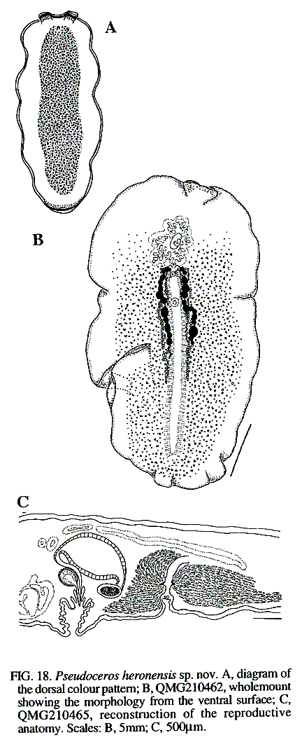 Fig Pseudoceros heronensis