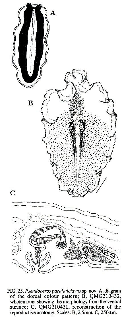 Fig Pseudoceros paralaticlavus