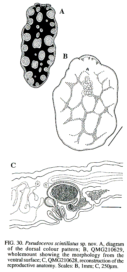 Fig Pseudoceros scintillatus