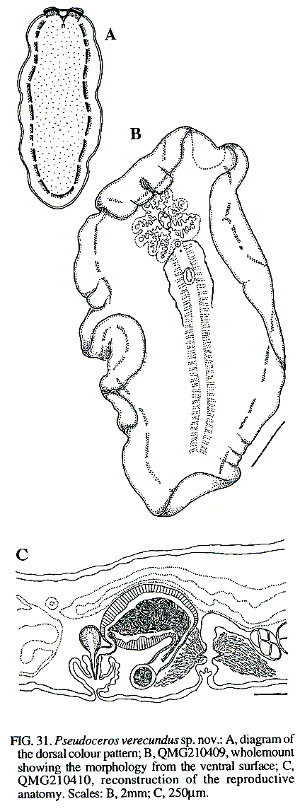 Fig Pseudoceros verecundus