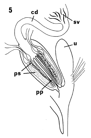 Fig Gnathorhynchus riseri