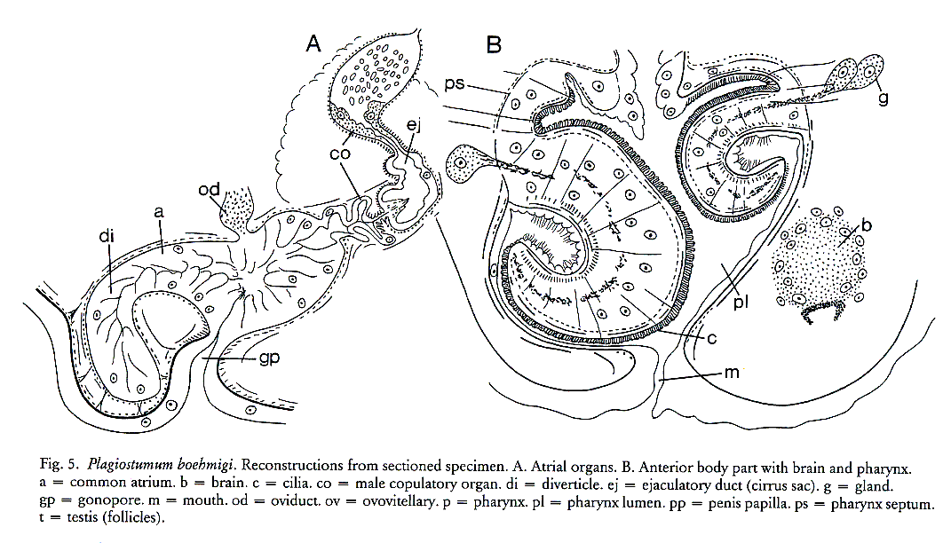 Fig Plagiostomum boehmigi
