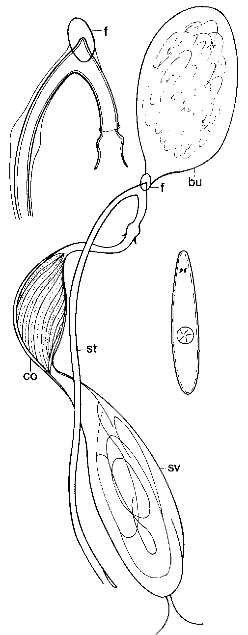 Fig Promesostoma dennisalleni