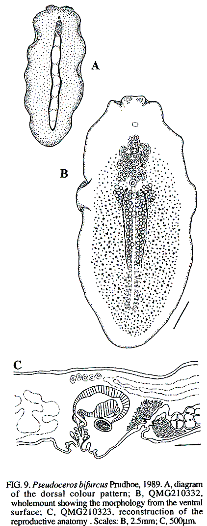 Fig Pseudoceros bifurcus